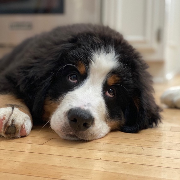 Meet your Posher, Bluehackle5 - Picture 2 of 2